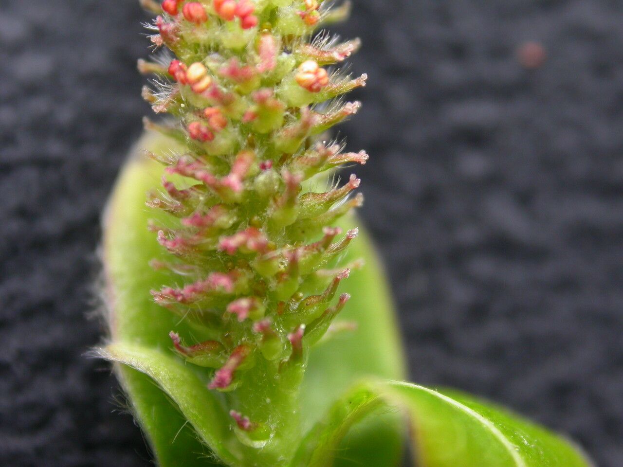 Salix obscura fruit