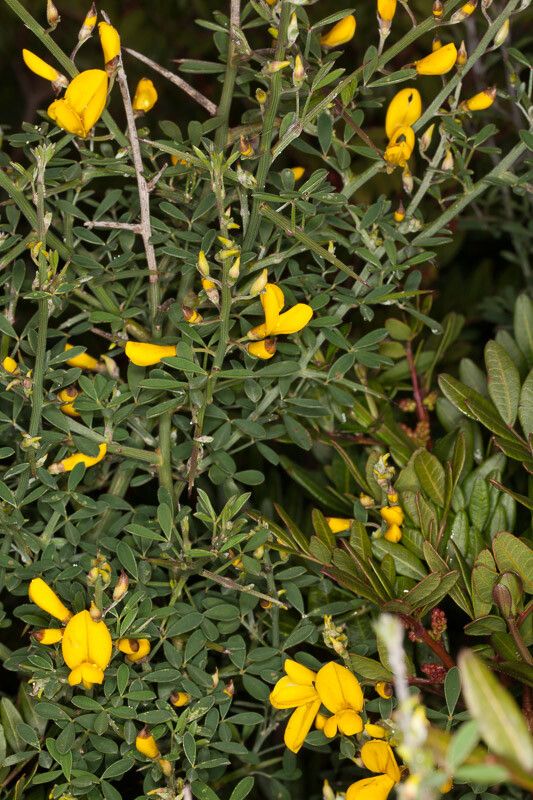 Calicotome spinosa flower