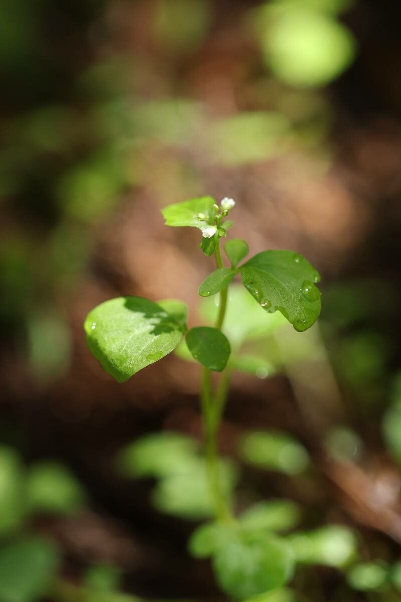 Cardamine scutata flower
