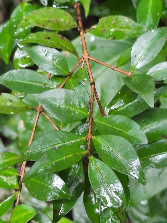 Eugenia monticola leaf
