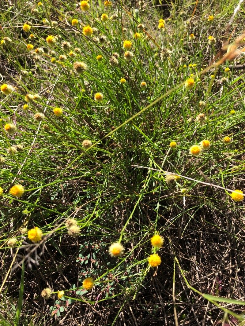 Calotis lappulacea flower
