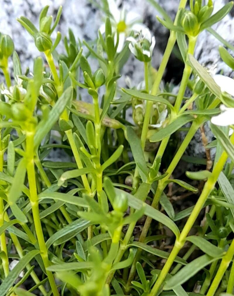 Arenaria oligosperma — houseplant care guide