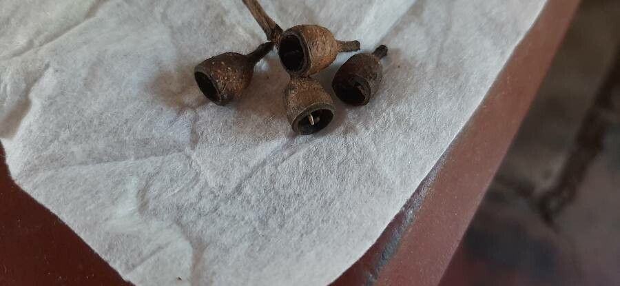 Corymbia maculata fruit