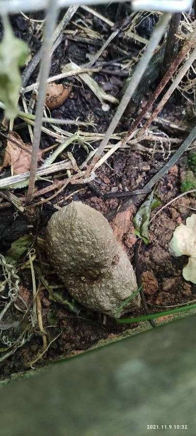 Dioscorea villosa fruit