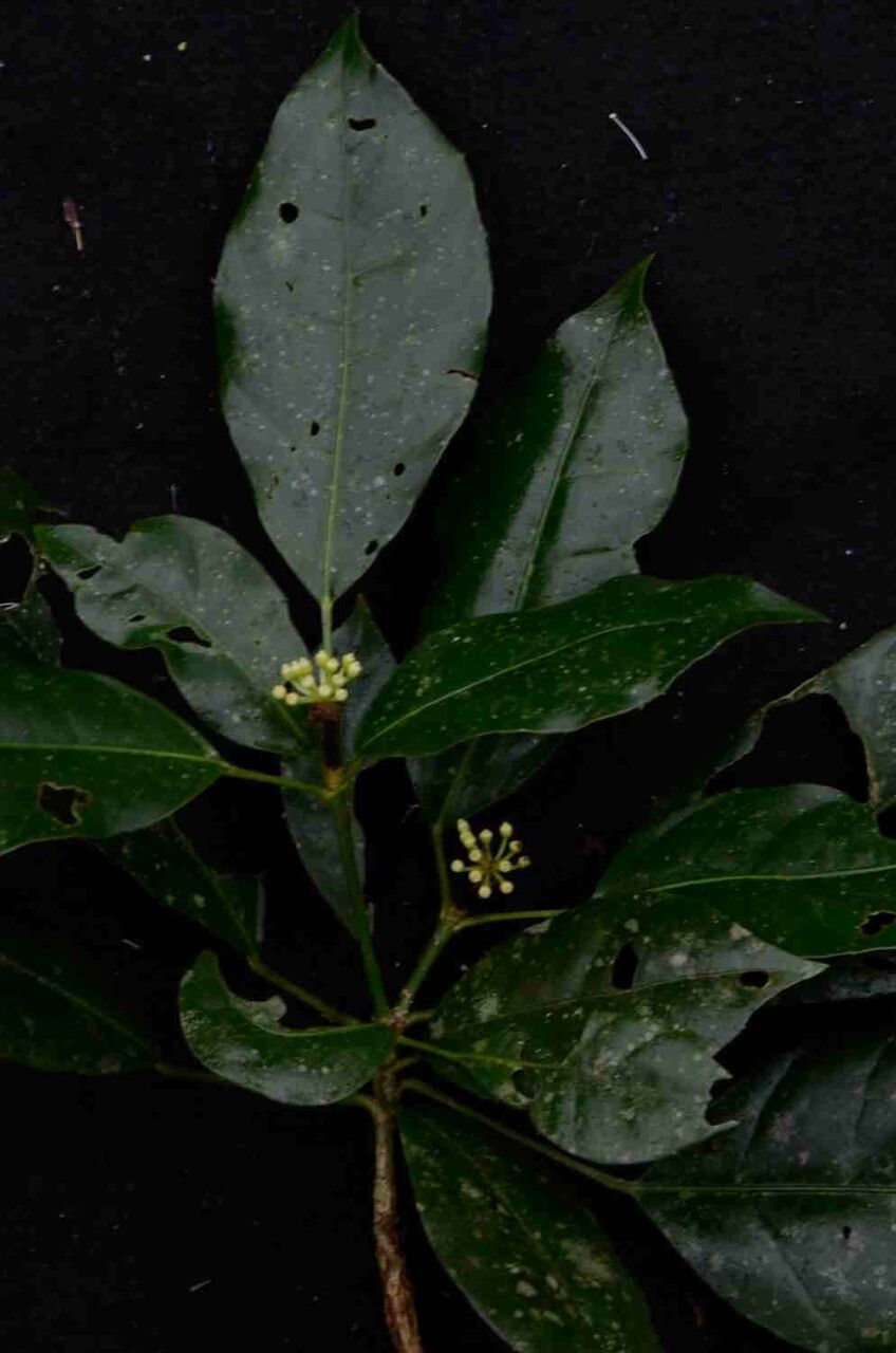 Dendropanax australis — related species from the same genus