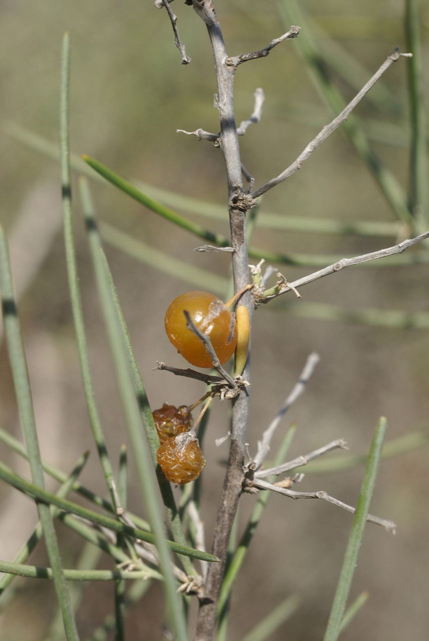 Asparagus arborescens other