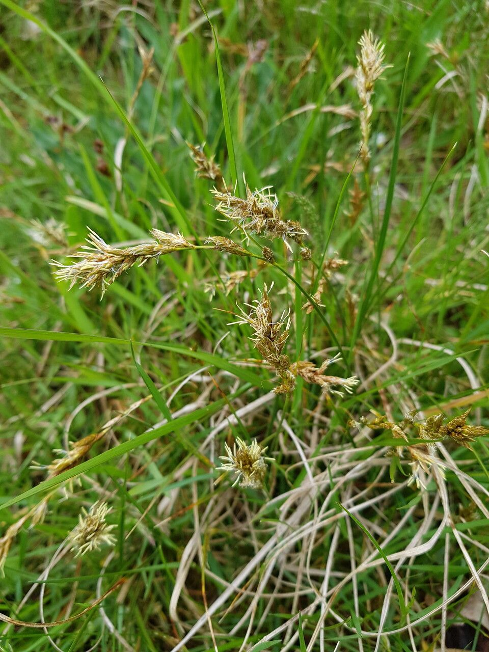 Carex disticha fruit