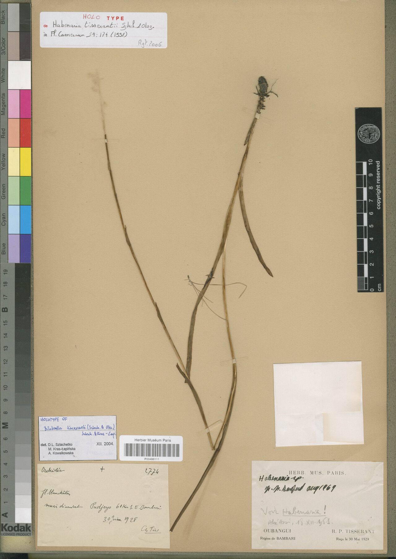 Habenaria tisserantii — houseplant care guide