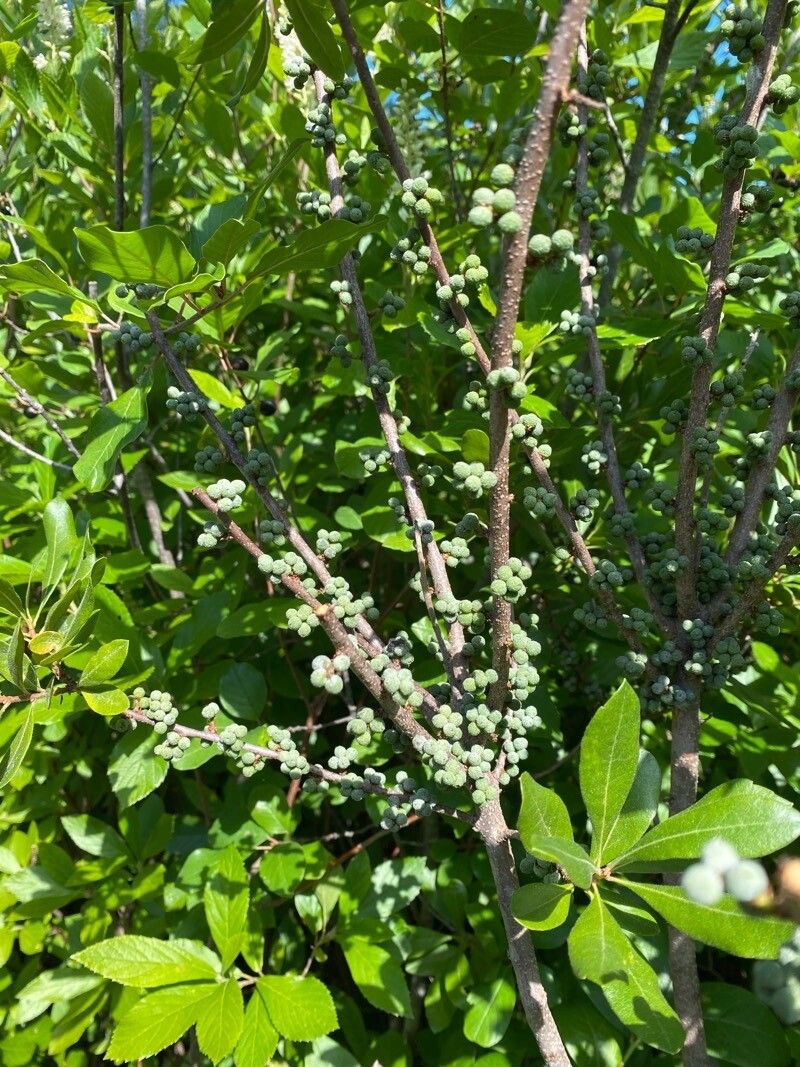 Morella pensylvanica fruit