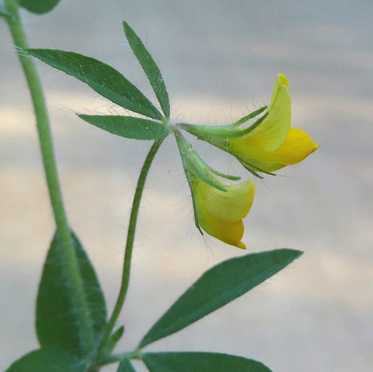 Lotus angustissimus flower
