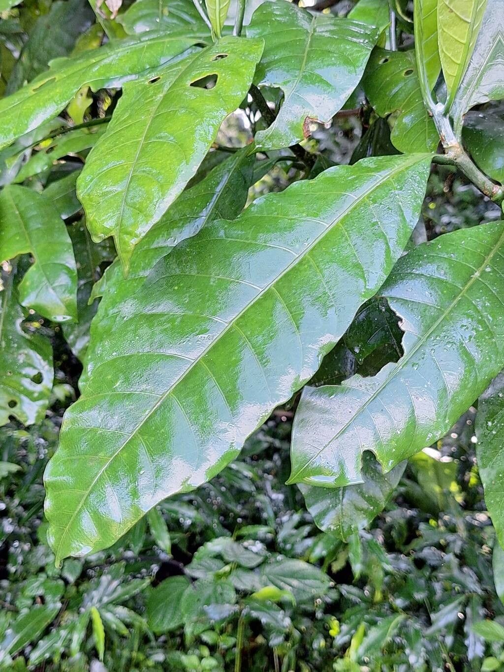 Tabernaemontana odoratissima — search result for 'Tabernaemontana'