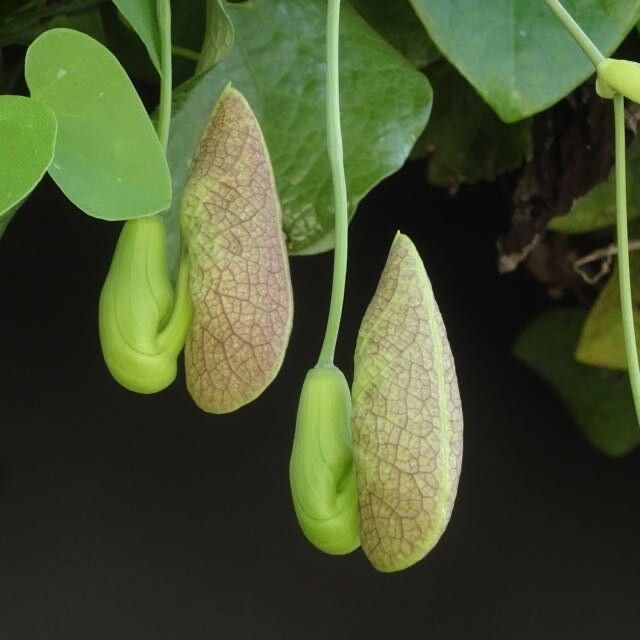 Aristolochia macrophylla fruit