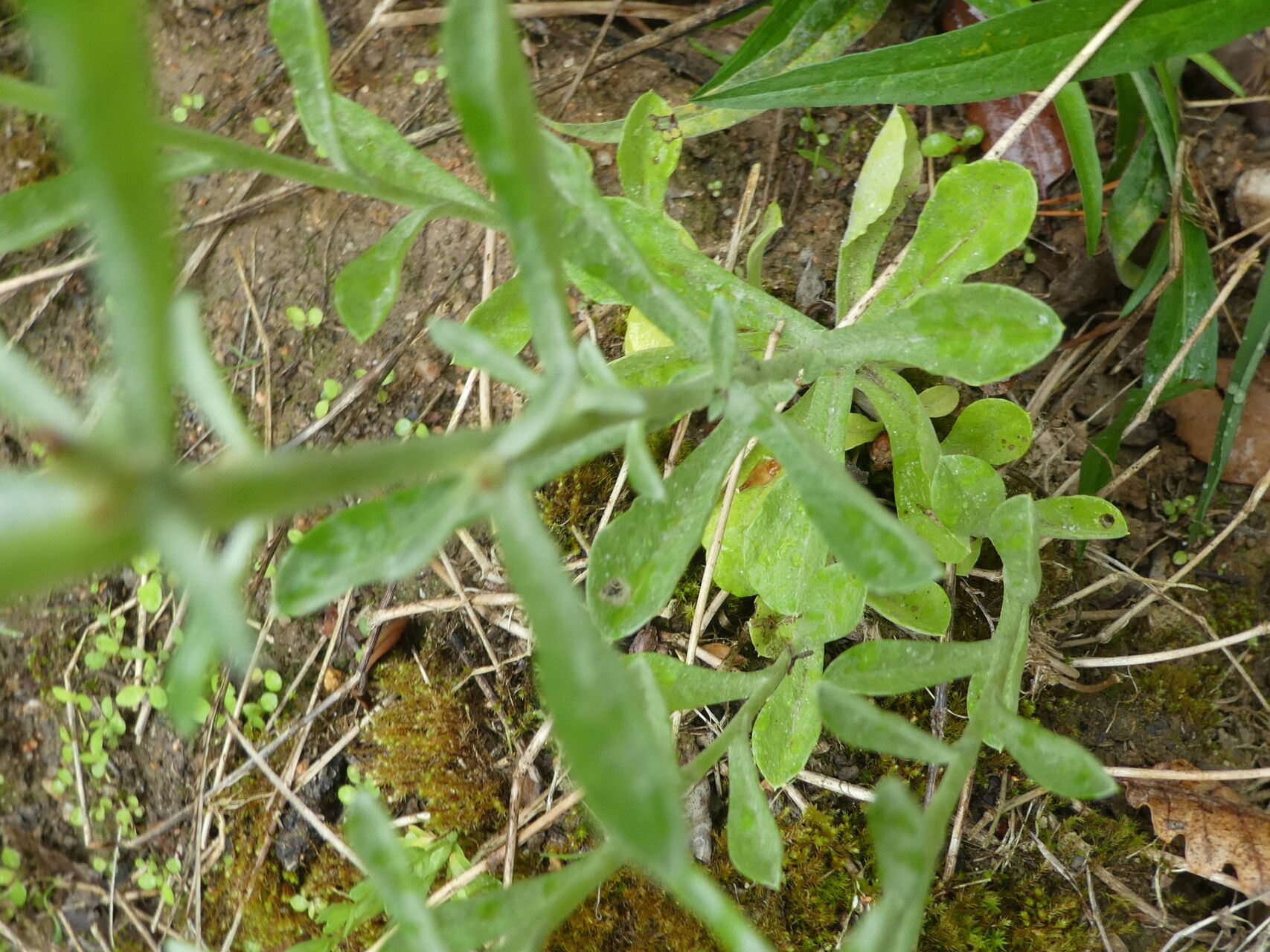 Gamochaeta subfalcata — houseplant care guide