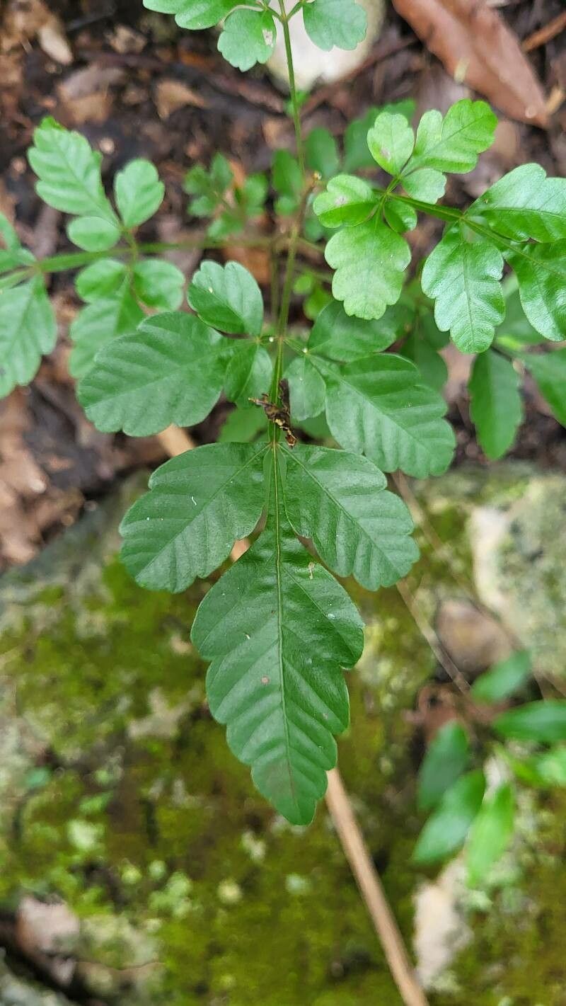 Serjania schiedeana leaf