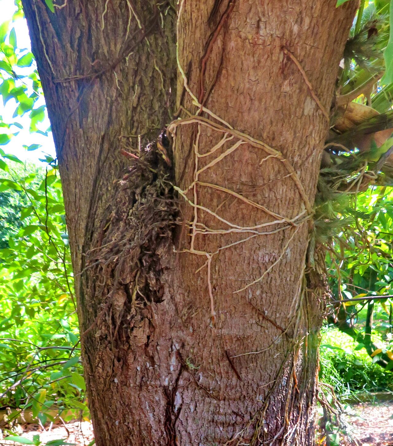 Tabebuia angustata bark
