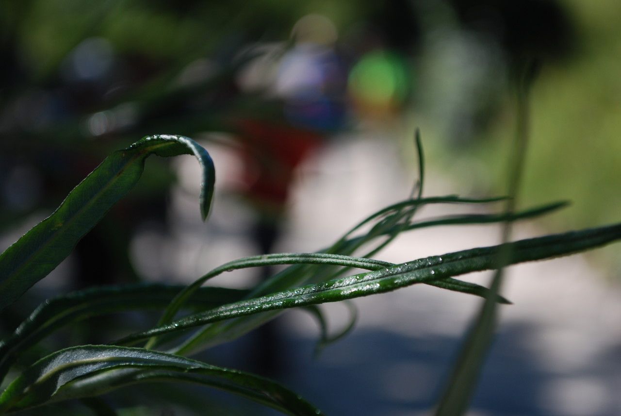 Thalictrum simplex — houseplant care guide