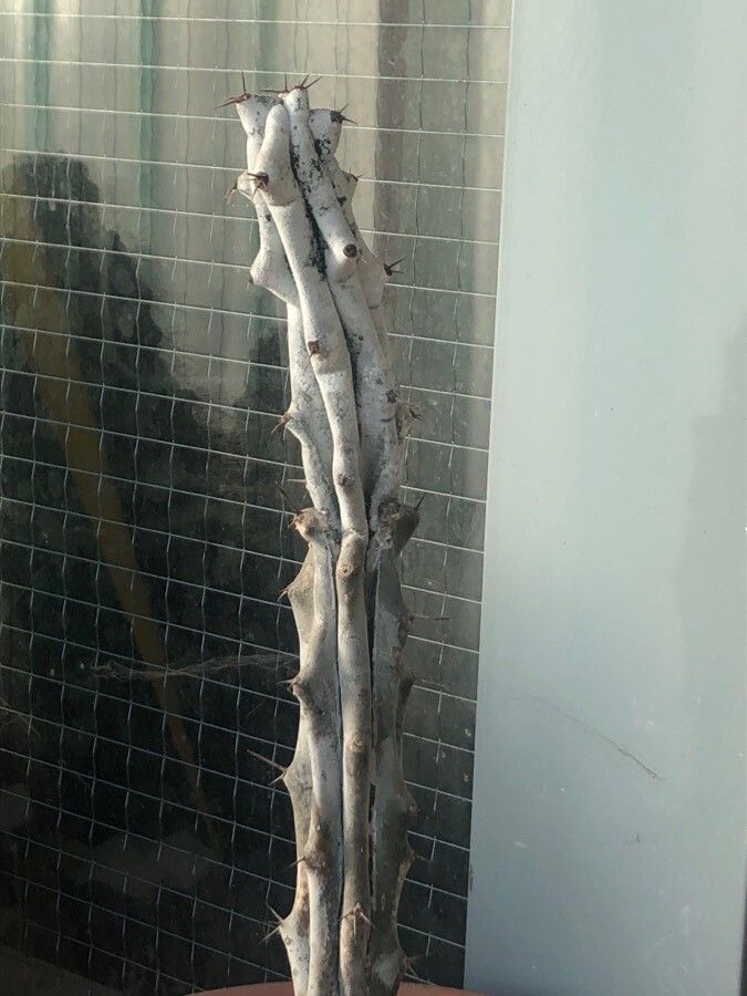 Stenocereus beneckei — related species from the same genus