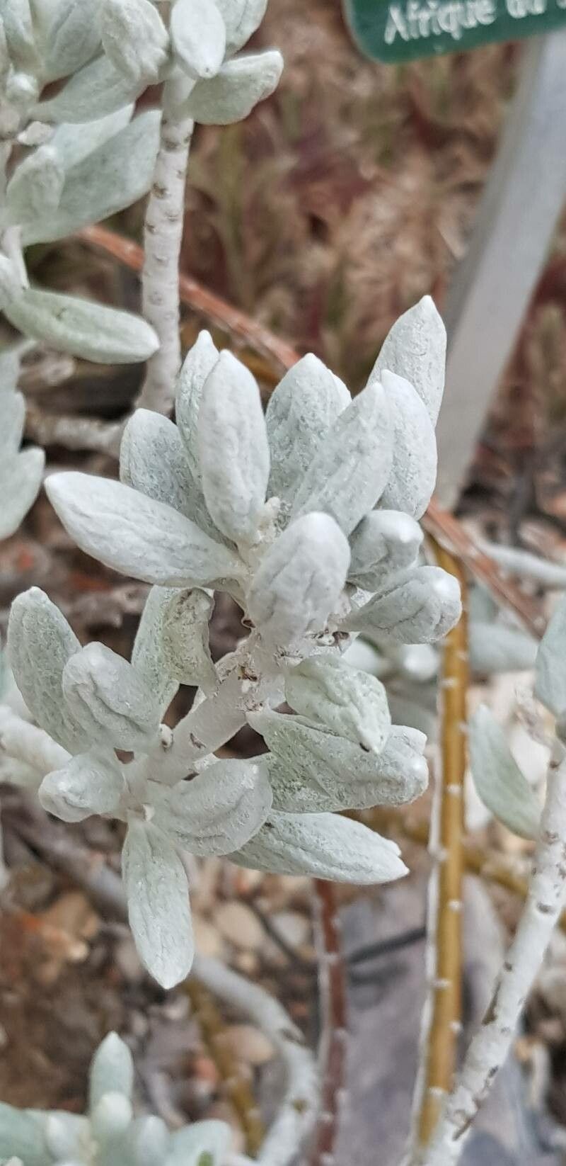 Caputia tomentosa — search result for 'Senecio'