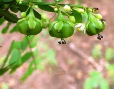 Phyllanthus lawii fruit