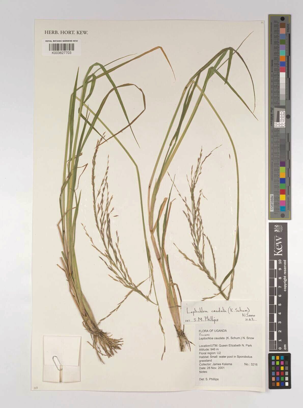 Leptochloa caudata — related species from the same genus