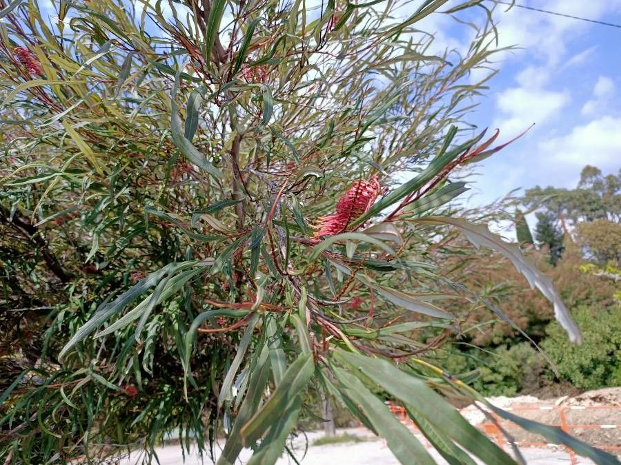 Grevillea longifolia — search result for 'Grevillea'