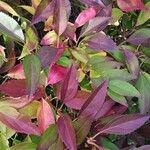 Forsythia viridissima