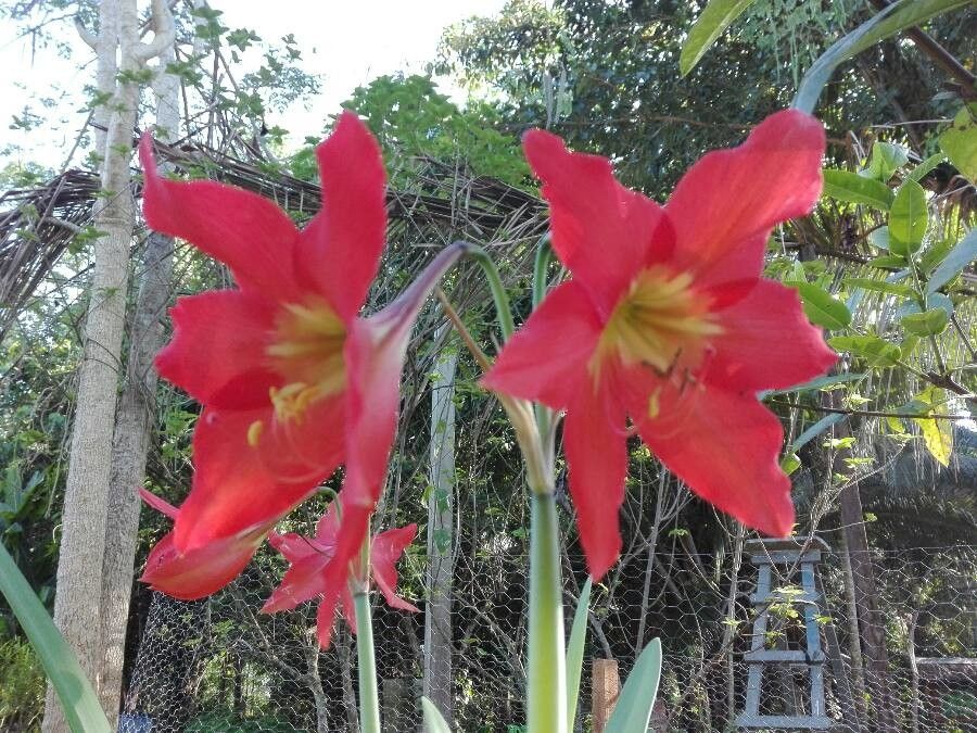 Hippeastrum puniceum flower
