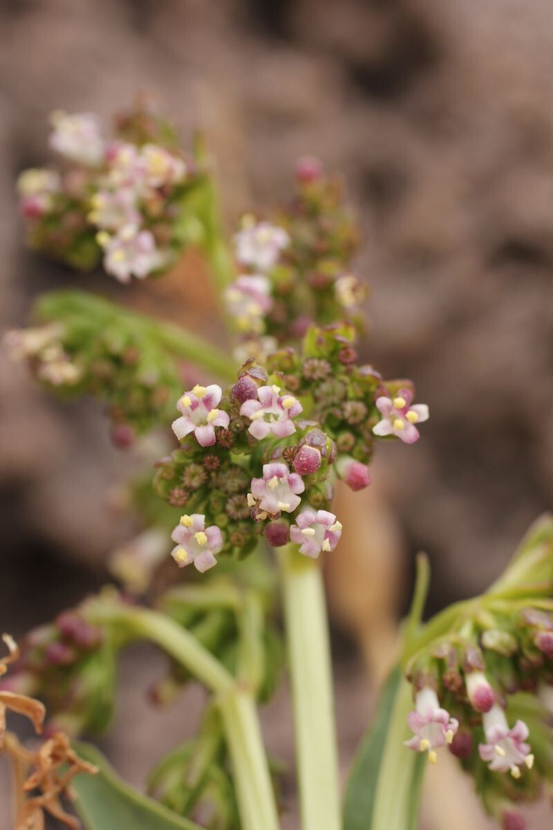Valeriana urbanii flower