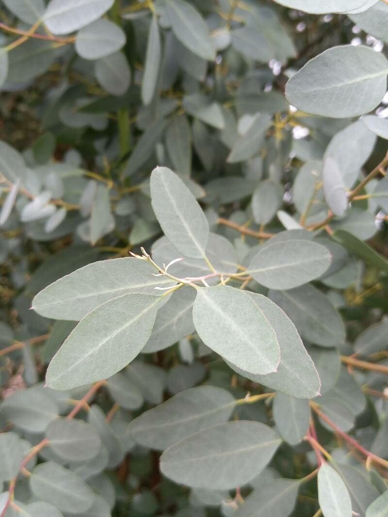 Eucalyptus archeri