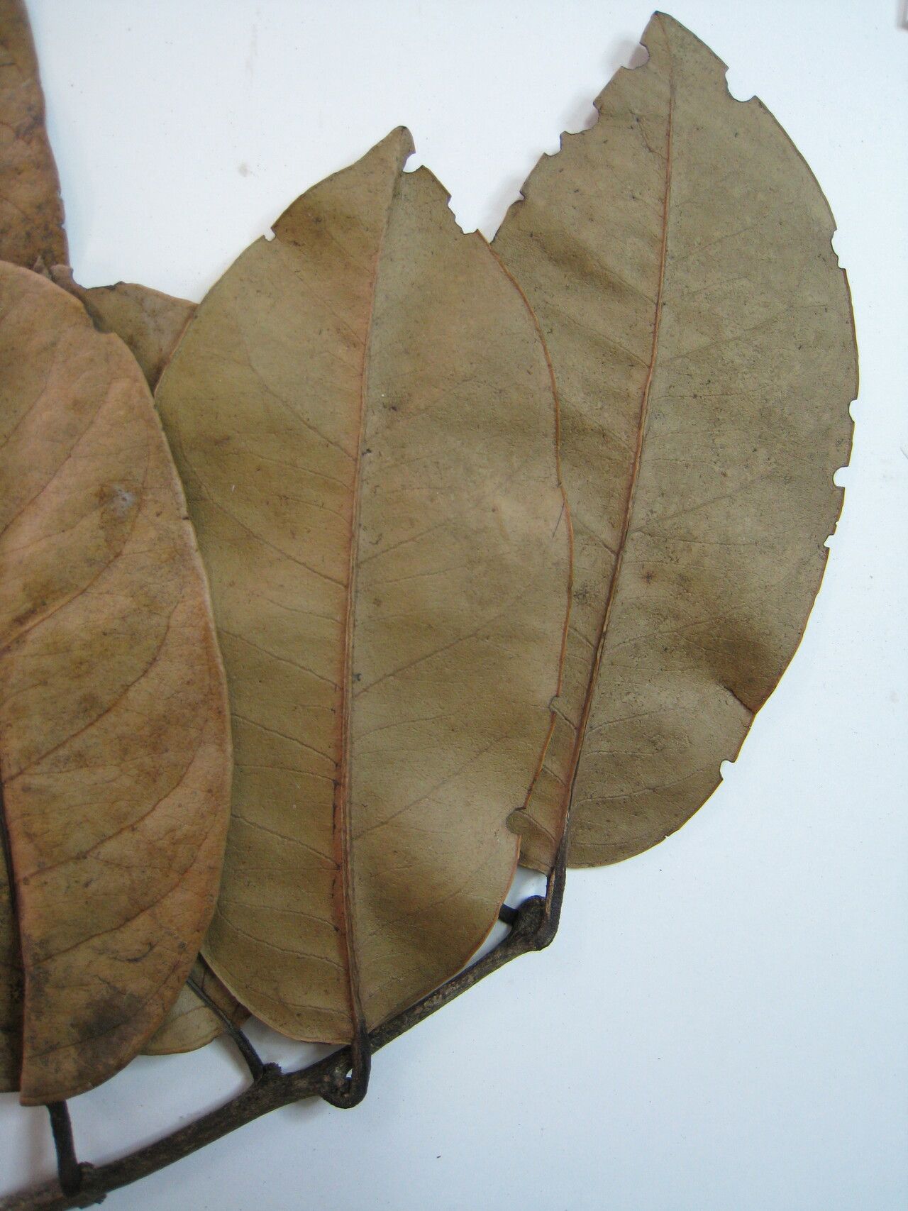 Salacia elliptica other