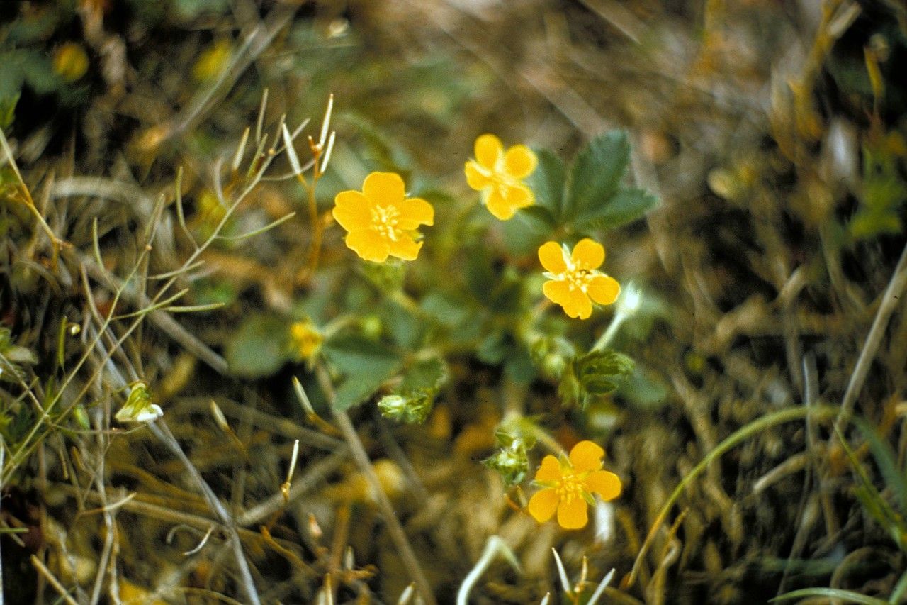 Taenidia montana — related species from the same genus