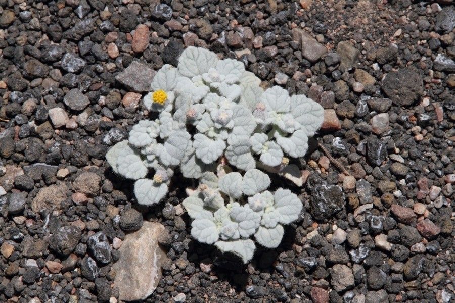 Psathyrotes ramosissima habit