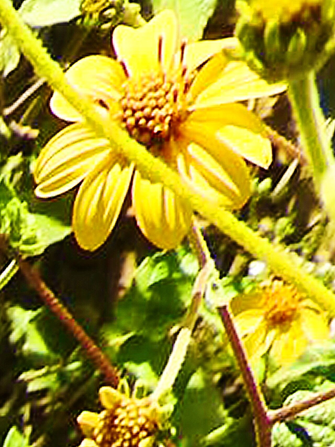 Bahiopsis triangularis — houseplant care guide