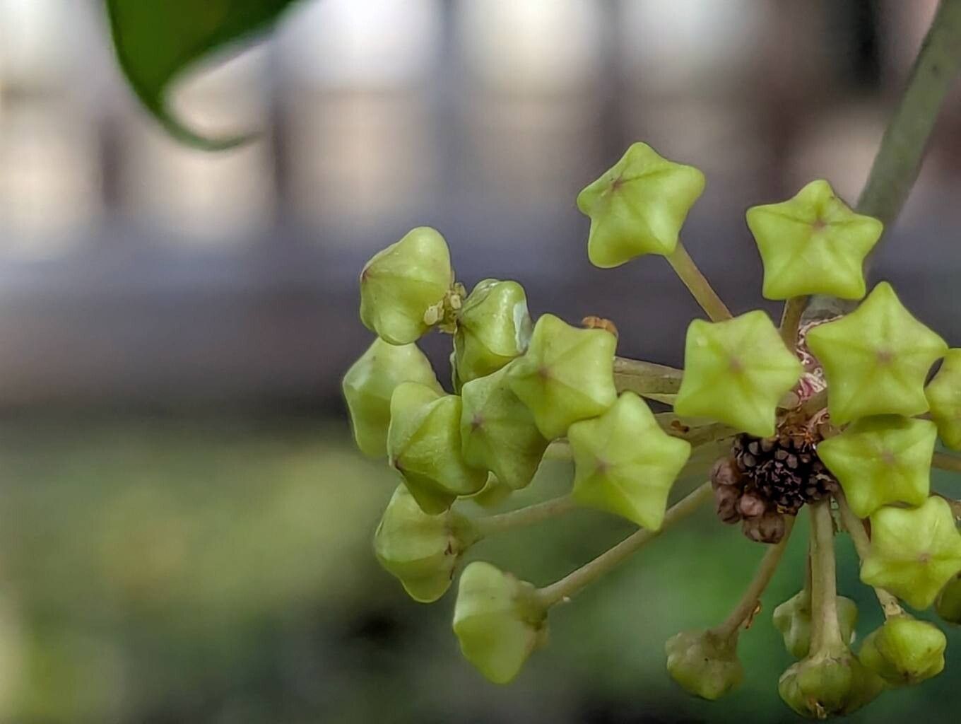 Hoya pentaphlebia flower