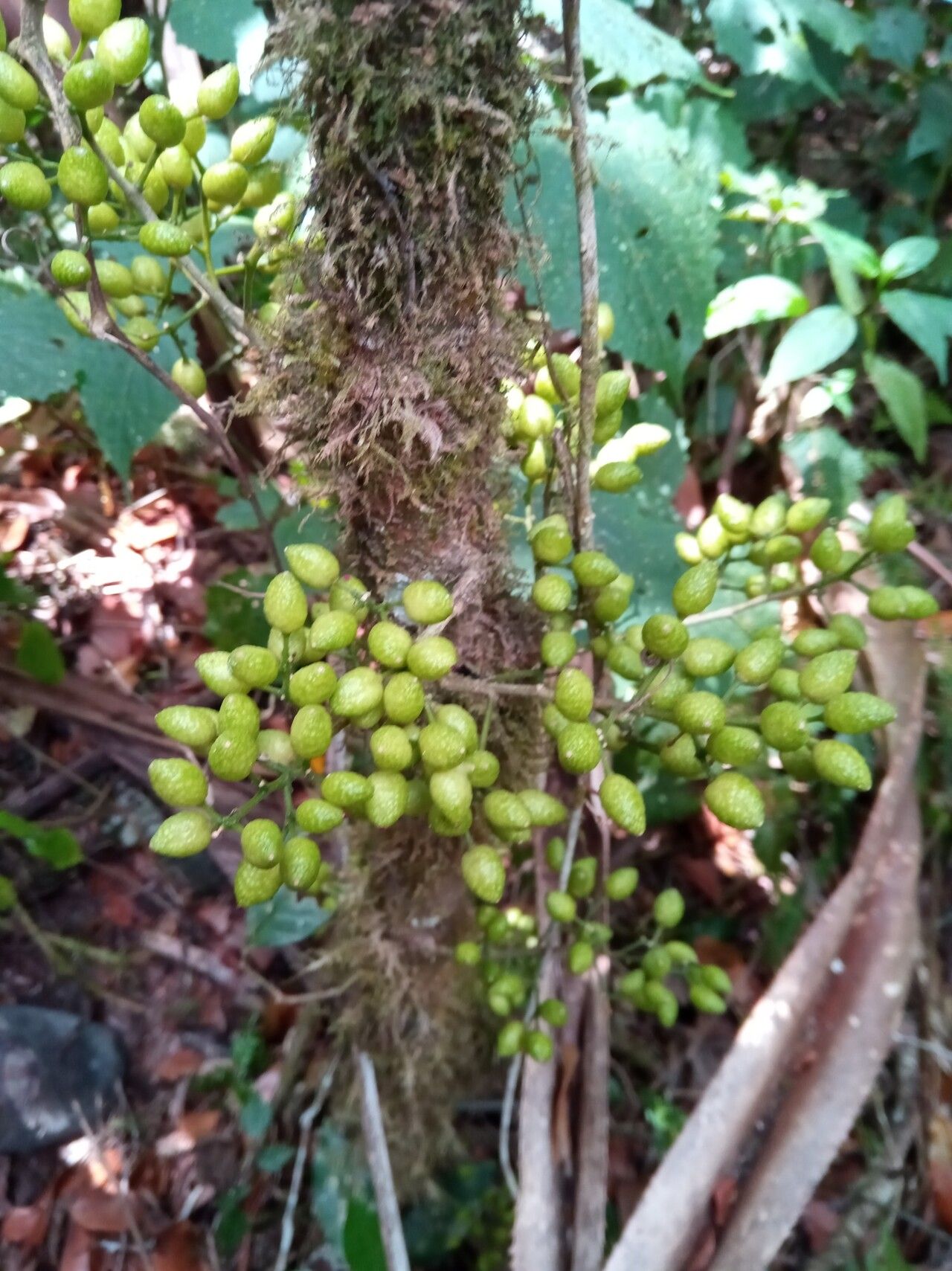 Vepris dicarpella fruit