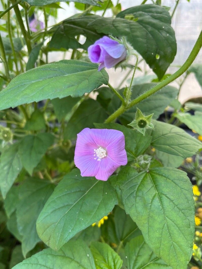 Anoda acerifolia flower