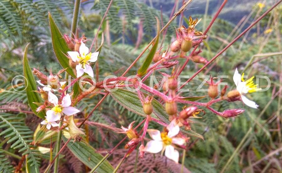 Tibouchina longifolia flower