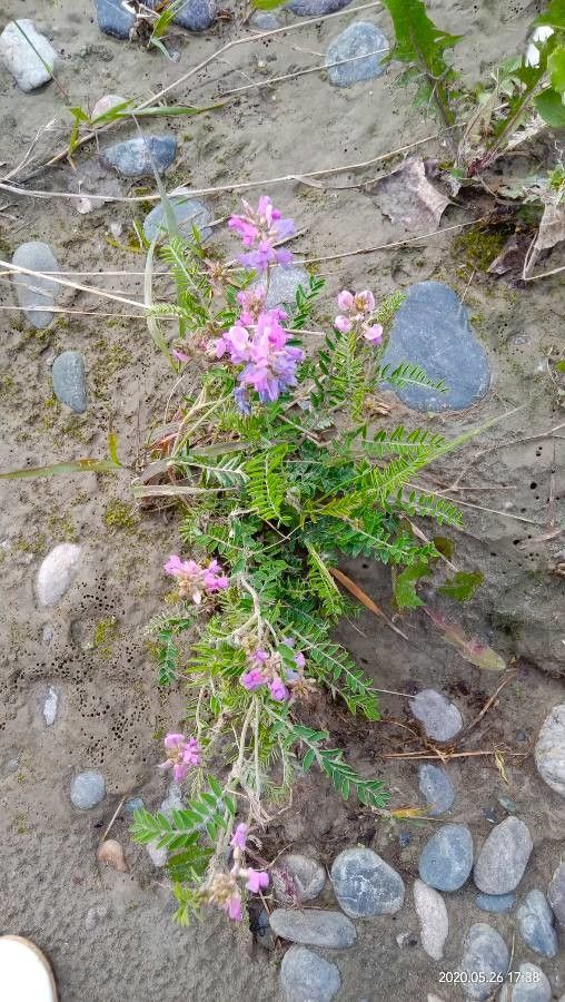Astragalus crassicarpus flower