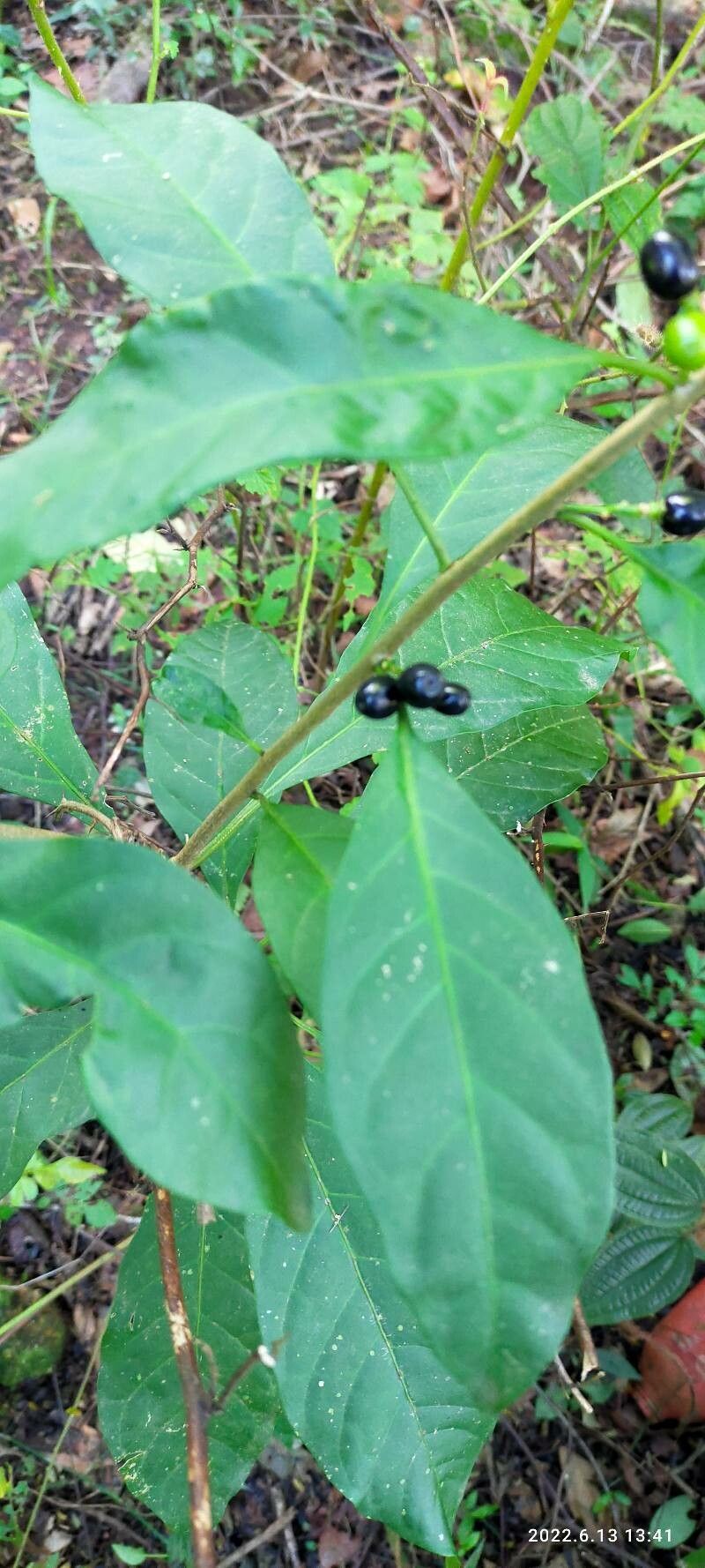 Solanum nigricans fruit