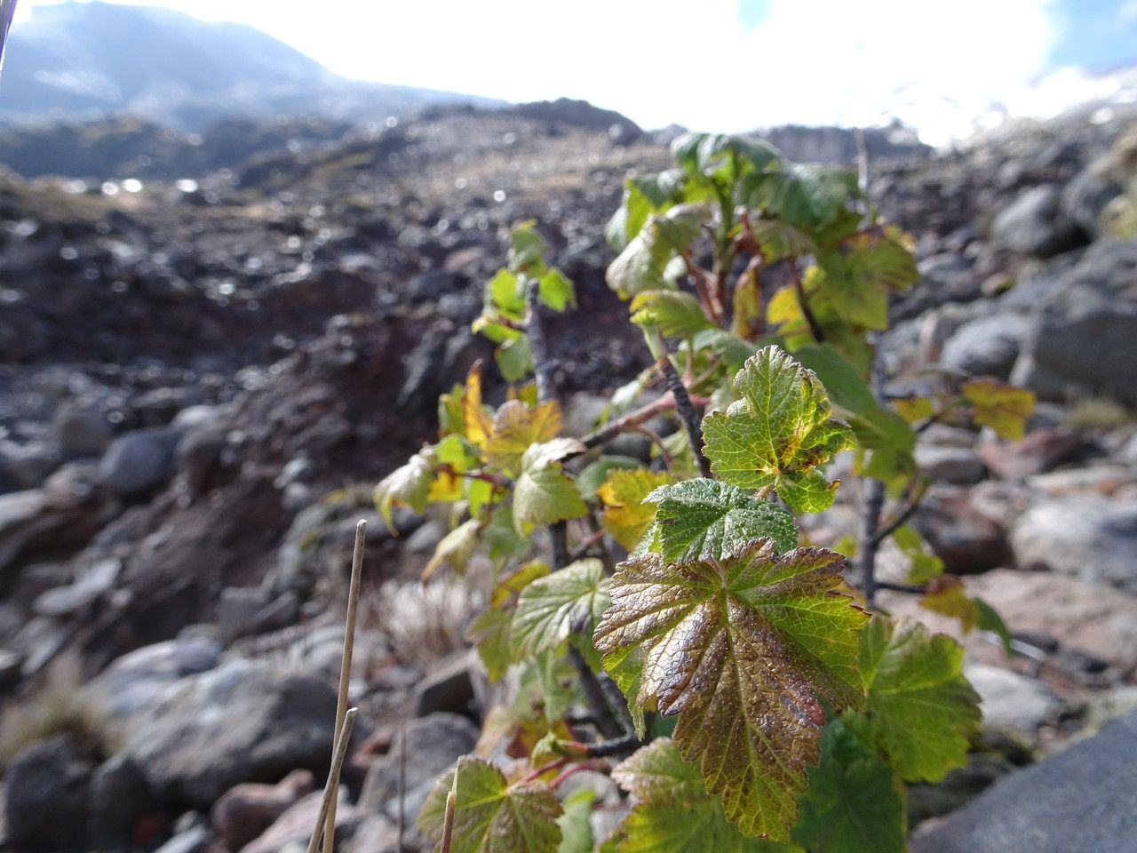 Ribes ciliatum — search result for 'Ribes'