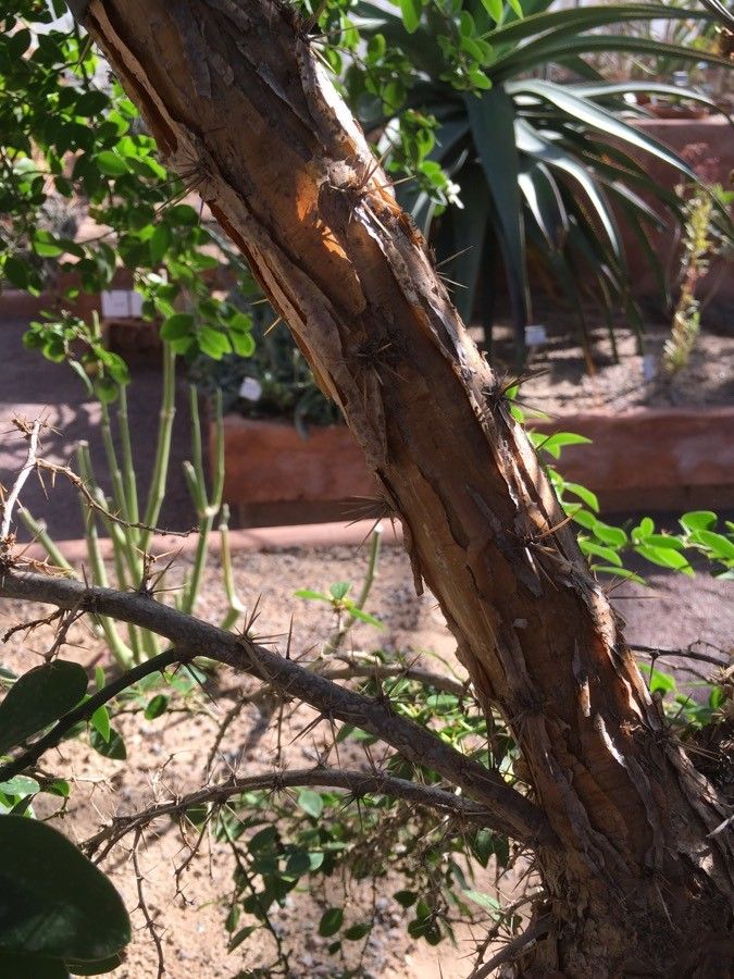 Pereskia weberiana bark