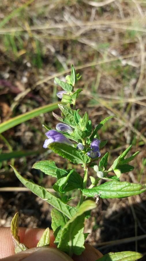 Scutellaria lateriflora leaf