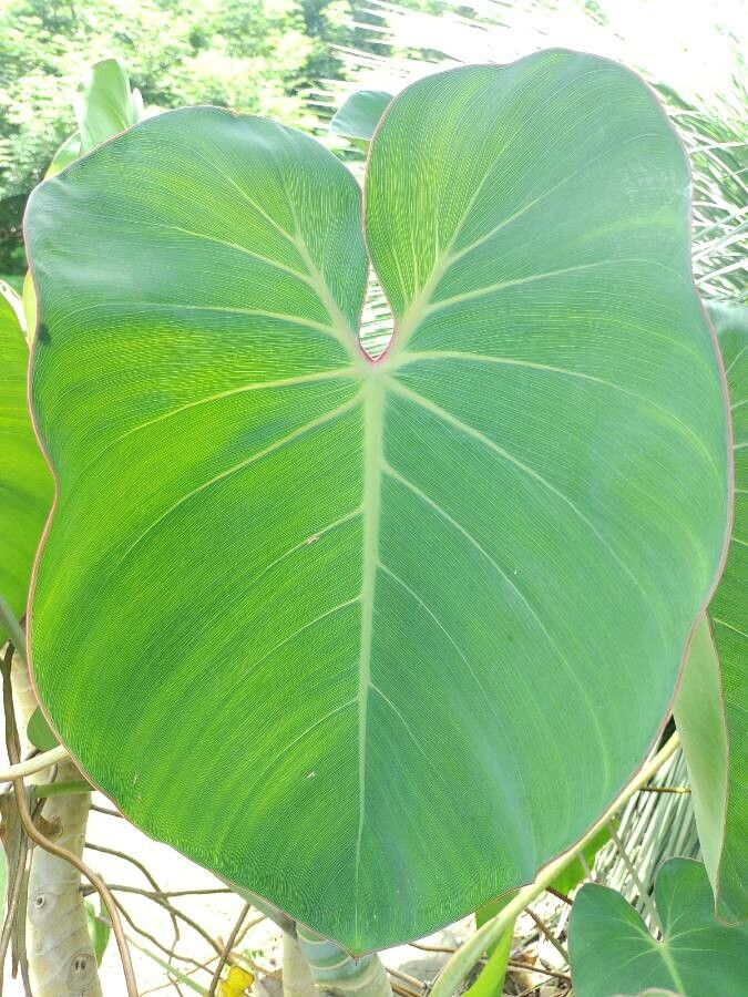 Philodendron ricardoi leaf