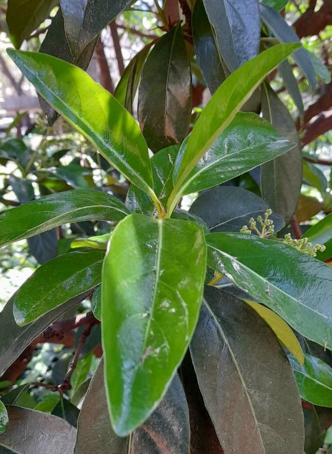 Viburnum henryi leaf