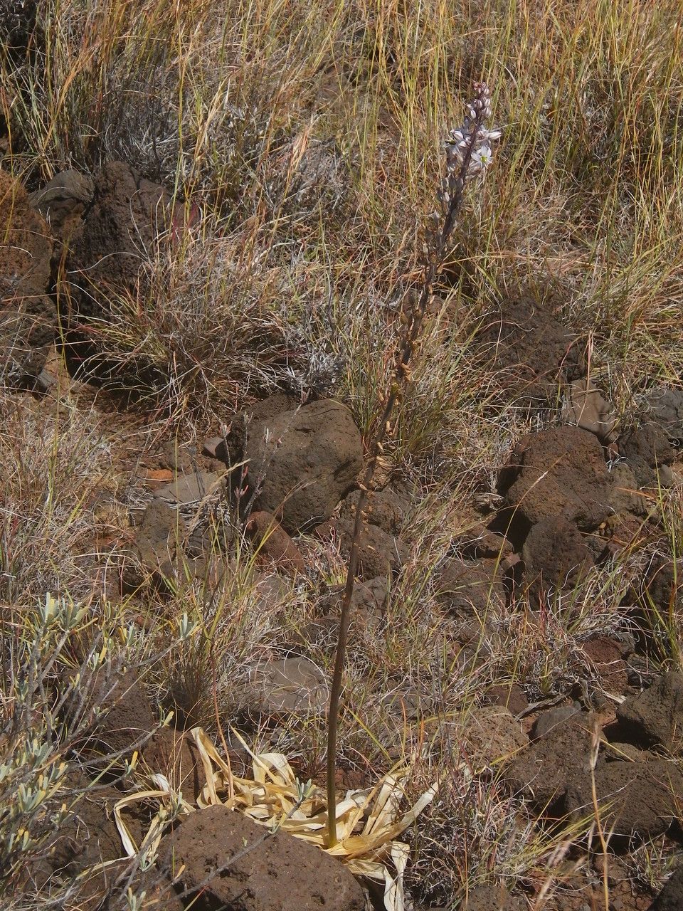 Drimia hesperia habit