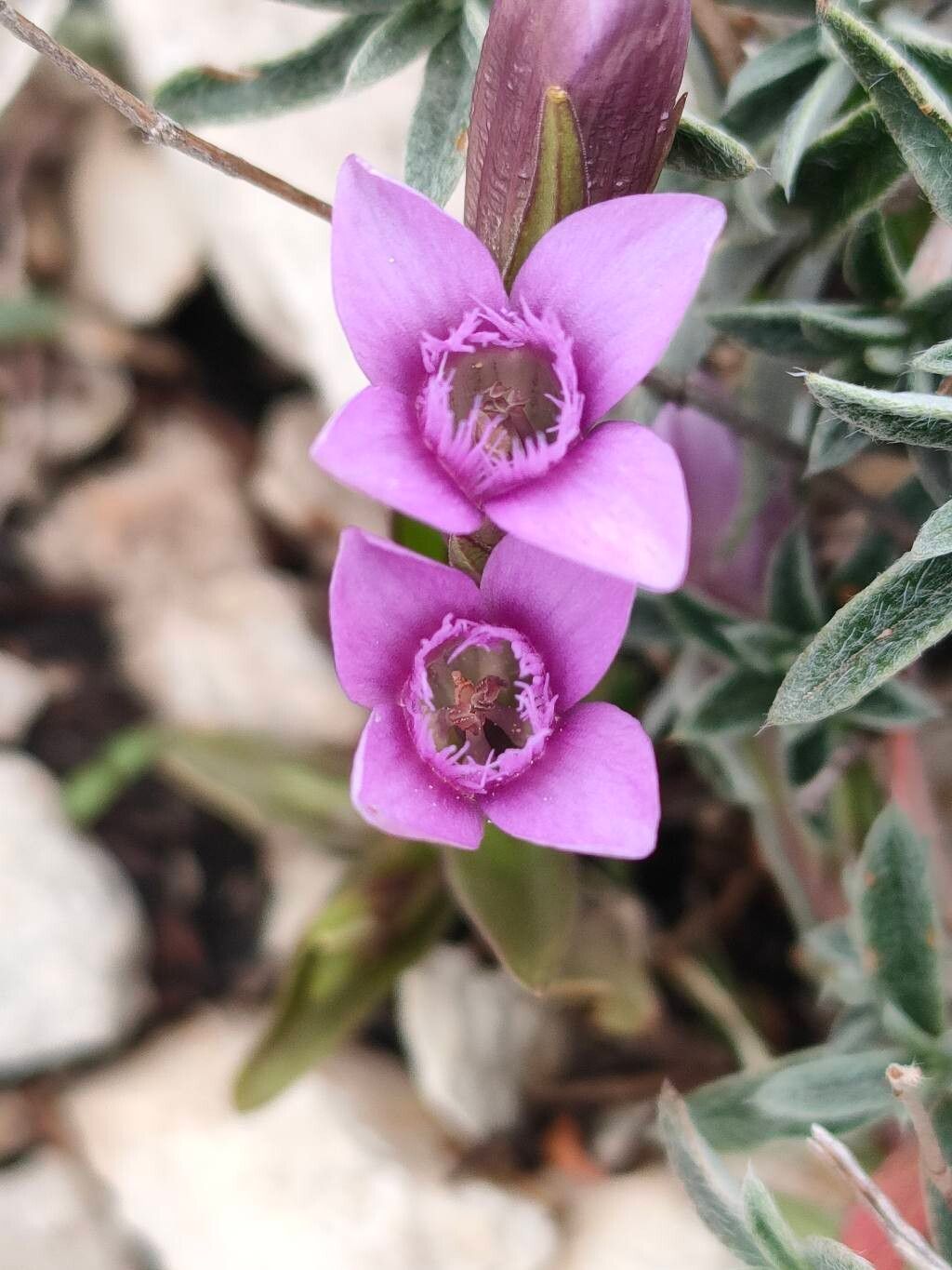 Gentianella columnae flower