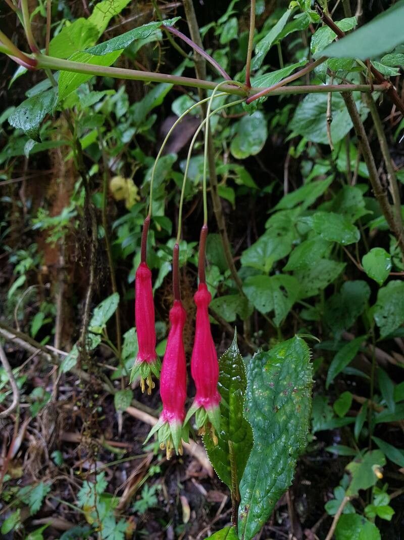 Fuchsia splendens flower