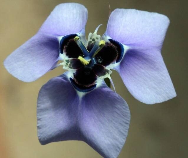 Moraea gigandra — houseplant care guide