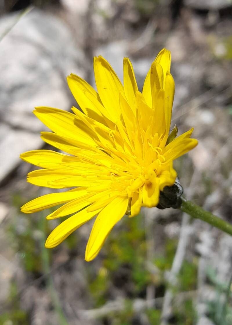 Hypochaeris caespitosa flower