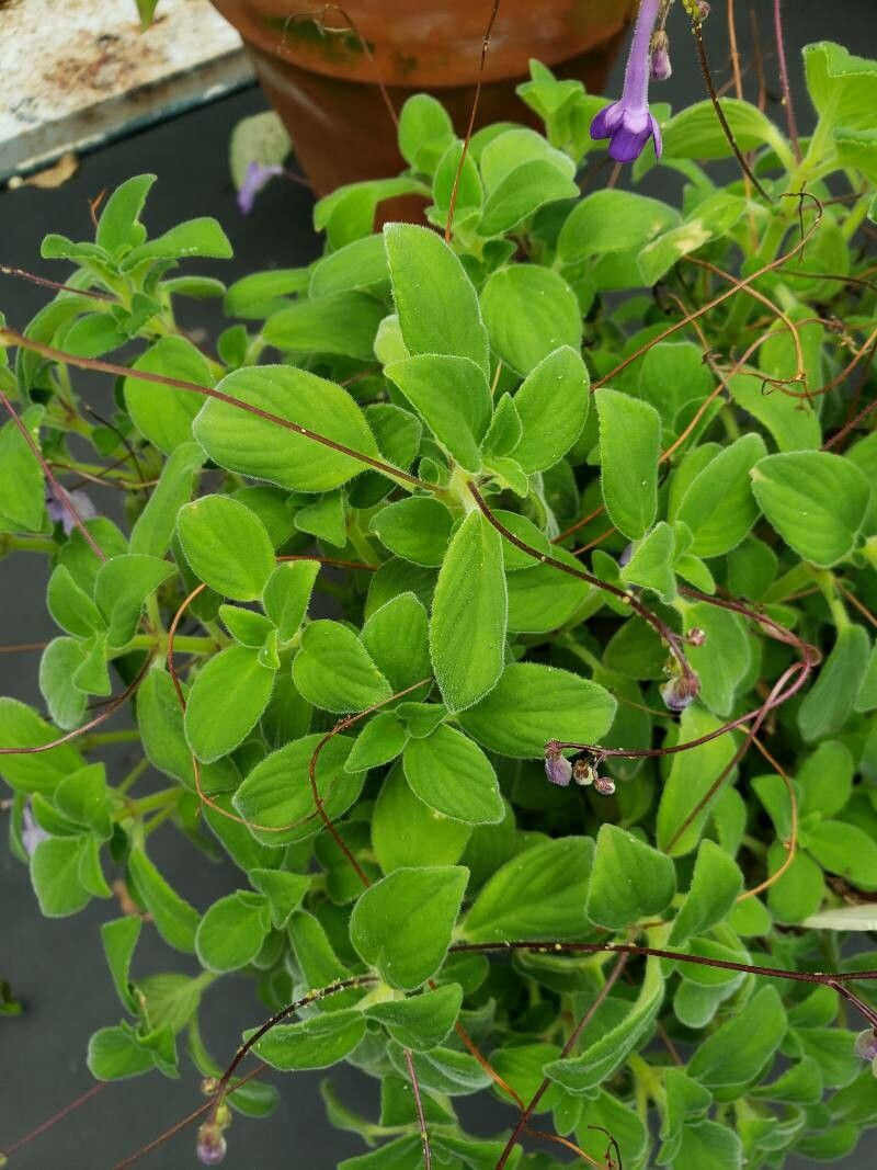 Streptocarpus caulescens — search result for 'Streptocarpus'